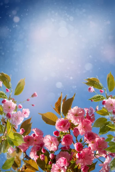 Hermosa Flor Cereza Japonesa Sakura Fondo Con Flores Día Primavera —  Fotos de Stock