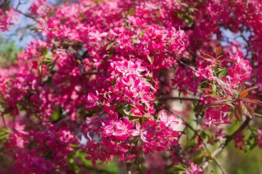 Kiraz çiçeği ağaçları, Doğa ve bahar arka planı. Pembe çiçekler. Çiçek peyzaj, bulanık