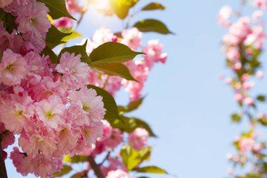 Kiraz çiçeği ağaçları, Doğa ve bahar arka planı. Pembe Sakura çiçekleri. Çiçek peyzaj, bulanık