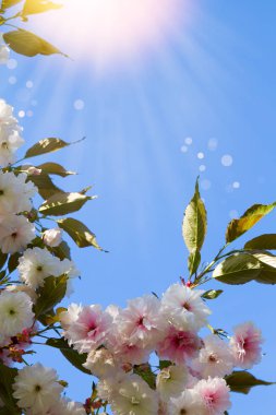 Beyaz kiraz çiçekleri. Soyut bahar çiçeği arka plan. Bahar. Afiş arka plan kopya alanı, tonda ve bulanık ile
