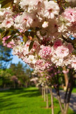 Kiraz çiçeği ağaçları, doğa ve bahar arka plan. Parkta pembe sakura çiçekleri, outdor