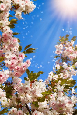 Beyaz kiraz çiçekleri. Soyut bahar çiçeği arka plan. Bahar. Afiş arka plan kopya alanı, tonda ve bulanık ile
