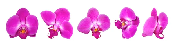 Matriz Flores Orquídea Seleção Orquídeas Isoladas Sobre Fundo Branco — Fotografia de Stock