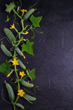 Siyah arka planda taze salatalık. Şube, kopya alanı salatalık ile sebze arka plan