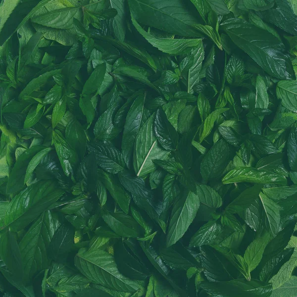 Креативный Макет Зеленых Листьев Зеленая Текстура Фона Поверхности Листьями Плоская — стоковое фото