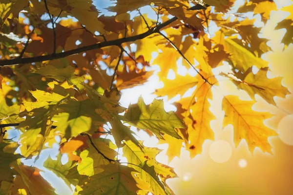 Herbstlaub Abstrakte Herbstliche Natur Hintergrund Banner Hintergrund Mit Kopierraum Getönt — Stockfoto