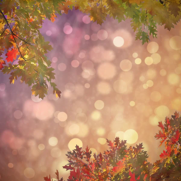 Laub Herbst Herbst Natur Landschaft Hintergrund Banner Hintergrund Mit Kopierraum — Stockfoto