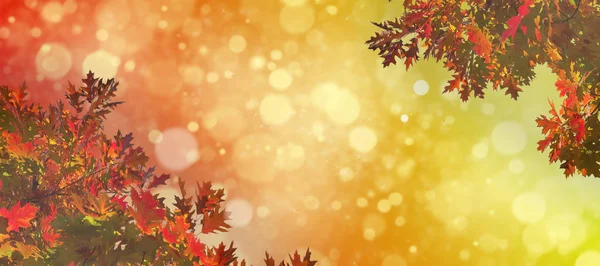 Tree Leaves Autumn Autumn Nature Landscape Background Banner Background Copy — Stock Photo, Image