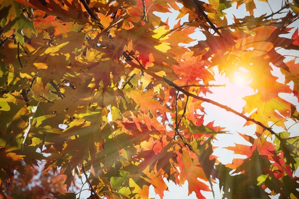 Laub Herbst Herbst Natur Landschaft Hintergrund Getönt Und Verschwommen — Stockfoto