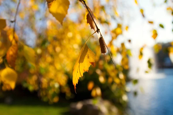 Herbstblätter Der Sonne Herbst Verschwommen Hintergrund Mit See Und Brunnen — Stockfoto