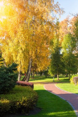 Sonbahar parkında renkli ağaçlarla güneşli bir gün. Parkta sonbahar, manzara