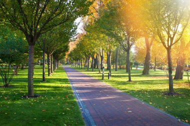 Sonbahar parkında renkli ağaçlarla güneşli bir gün. Parkta sonbahar, manzara