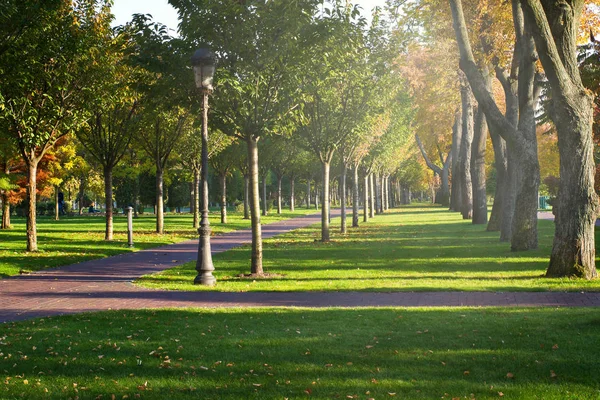 Sonbahar parkında renkli ağaçlarla güneşli bir gün. Parkta sonbahar, manzara