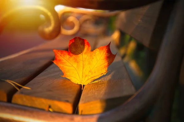 Buntes Herbstblatt Auf Der Parkbank Herbst Natur Saison Landschaft — Stockfoto