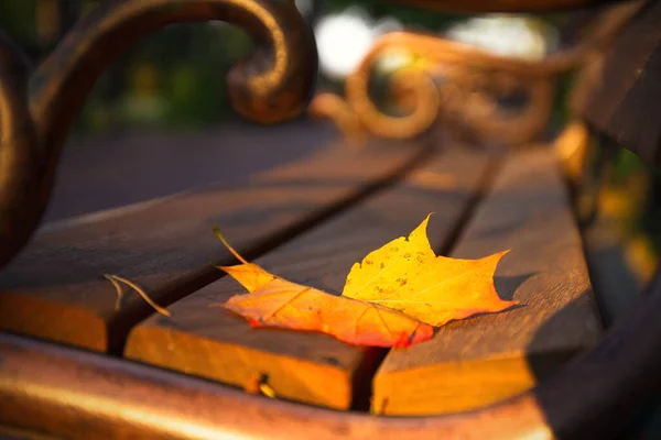 Buntes Herbstblatt Auf Der Parkbank Herbst Natur Saison Landschaft — Stockfoto