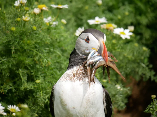 Puffin Sandeels Skomer Island Pembrokeshire Coast South Wales — 스톡 사진