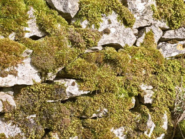 Moss Una Pared Piedra Seca Lancashire Reino Unido Invierno — Foto de Stock