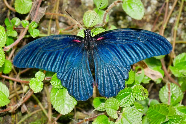 Primer Plano Una Gran Mariposa Mormona Papilio Memnon Tomada Malasia — Foto de Stock