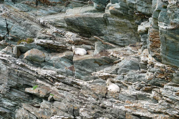 Two mountain goats on an inaccessible cliff face in Wales, UK on a sunny day in summer