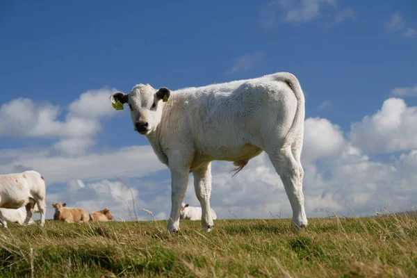 Mjölkkor Orkney Skottland Storbritannien Mot Blå Himmel Med Vita Moln — Stockfoto