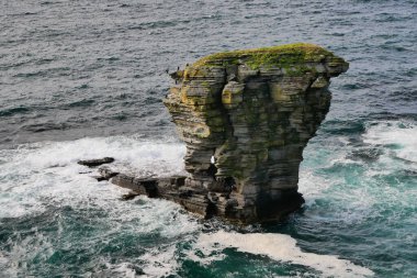 Marwick Head 'in güneyindeki ana kara orkney, İngiltere - Yukarı Stromness Flagstone oluşumu - Siltstone, Mudstone ve Sandstone
