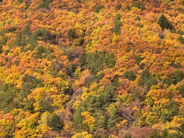 Japonya 'da yapraklar sonbahar mevsiminde değişirken renkli ağaç yaprakları.