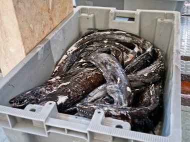 Funchal balık pazarındaki gri bir sandıkta buzda kara kılıç balığı, Madeira