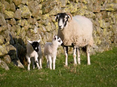Cumbria, İngiltere, İngiltere 'de ilkbaharda koyun çiftliği