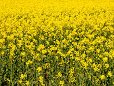 Tecavüz ve yağ tohumu tecavüzü olarak da bilinen Brassica napus, Brassicaceae (hardal ya da lahana familyası) familyasının parlak sarı çiçekli bir üyesidir..
