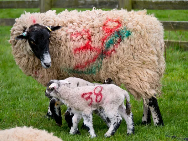Hodowla Owiec Wiosną Kumbrii Anglia Wielka Brytania — Zdjęcie stockowe