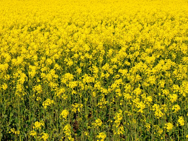 Tecavüz ve yağ tohumu tecavüzü olarak da bilinen Brassica napus, Brassicaceae (hardal ya da lahana familyası) familyasının parlak sarı çiçekli bir üyesidir..