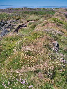 Haziran 'da Pembrokeshire Sahil Yolu' nda yabani çiçekler