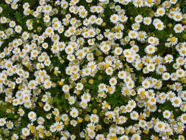 Llyn Yarımadası, Gwynedd, Galler, İngiltere 'deki Galler Sahil Yolu' ndaki vahşi evler.