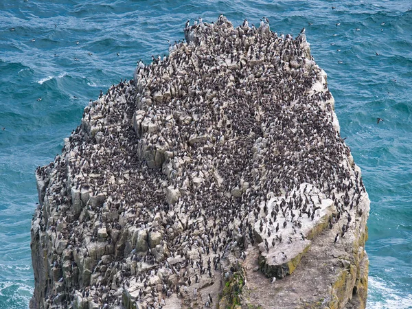 Guillemot Colony Stack Rocks Creigiau Elegig Castlemartin Pingkeshire Wales — 스톡 사진