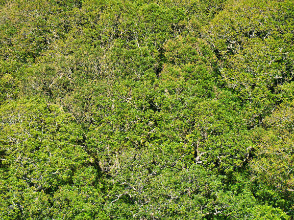 Green forest tree canopy
