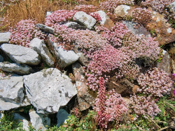 Wild Flowers English Stonecrop Sedum Anglicum Pembrokeshire Coast Path June — стоковое фото