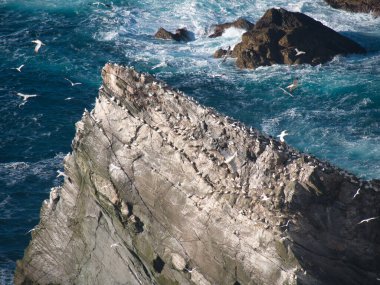 Shetland, İskoçya, İngiltere 'deki Unst adasının kuzey sahilindeki Hermaness' teki deniz kayalıklarında sümsük kuşları..