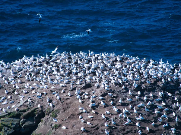 Ганнети Морських Скелях Біля Германеса Північному Узбережжі Острова Унст Шетланді — стокове фото