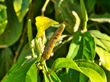 Kamboçya 'daki Kampot' ta büyüyen uzun biberlerin yakın çekimi.