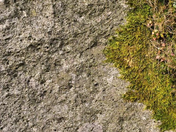 Primer Plano Arenisca Simon Seat Barden Moor Yorkshire Dales Inglaterra — Foto de Stock