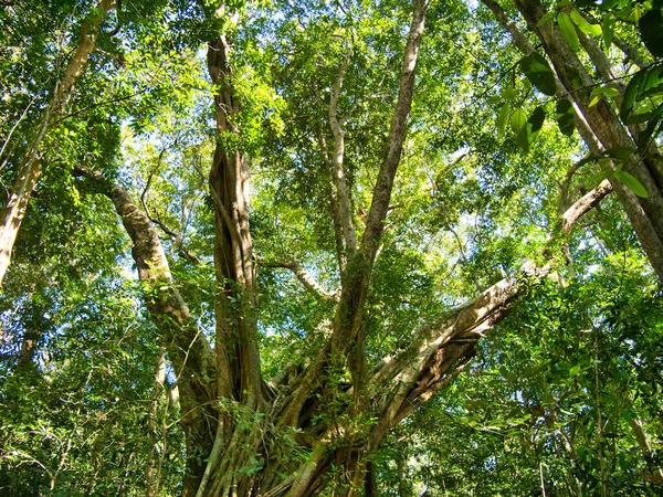 Tætte Skove Nærheden Saen Monourom Sen Monorom Provinsen Mondulkiri Cambodja - Stock-foto