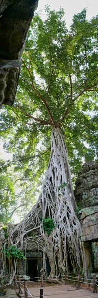 カンボジアのシェムリアップにあるアンコール遺跡公園のTa Prohmで寺院遺跡の上に成長しているガジュマルの木 — ストック写真