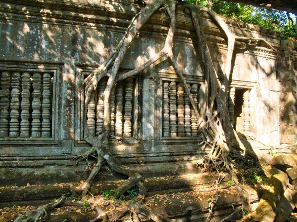 Banyan Bomen Groeien Tempel Ruïnes Bij Ongerestaureerde Khmer Tempel Van — Stockfoto