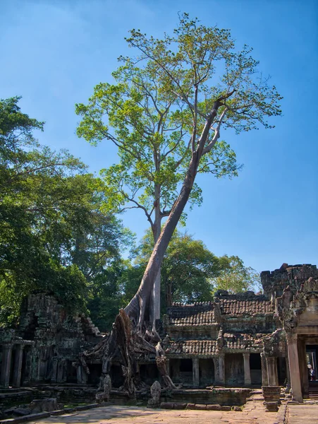 カンボジアのシェムリアップの近くにあるアンコール トムの古代クメール遺跡では ガジュマルの木が寺院遺跡に成長します — ストック写真