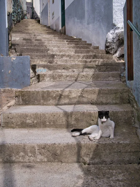 在马德拉的Funchal的Travessa Ribeira Joao Gomes山上 一只猫在陡峭 水泥的台阶上放松下来 在阳光灿烂的日子拍的 — 图库照片