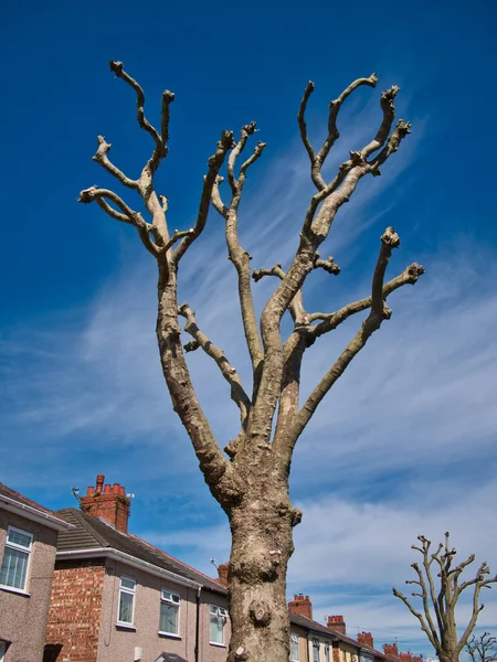 Pollarded Bomen Langs Een Weg Van Halfvrijstaande Huizen Genomen Een — Stockfoto