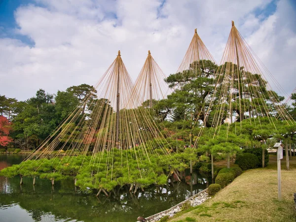 Trees Supported Yukizuri Ropes Kenrokuen Gardens Kanazawa Ishikawa Prefecture Japan — Stock Photo, Image