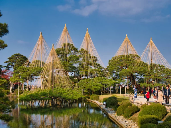 Trees Supported Yukizuri Ropes Kenrokuen Gardens Kanazawa Ishikawa Prefecture Japan — Stock Photo, Image