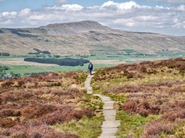 Taş patikada tek başına yürüyen, İngiltere 'de Yorkshire Dales' de Chapel-le-Dale 'e doğru gidiyor.
