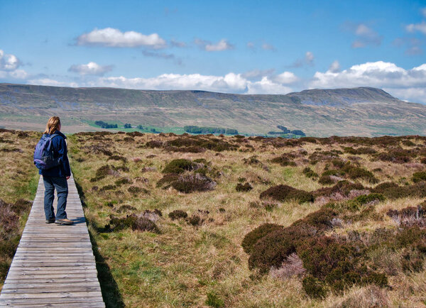 A lone walker looks across to Whernside from a boardwalk across marsh below Souther Scales Fell in the Yorkshire Dales in the UK